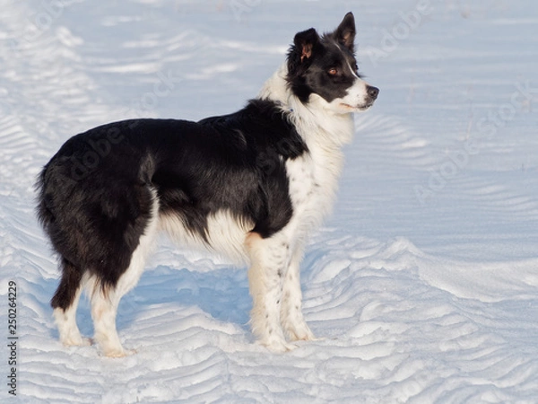 Obraz Sigi, border collie