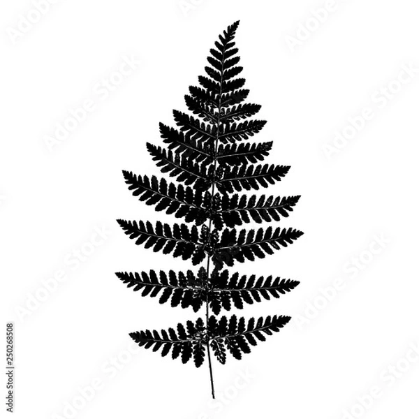 Fototapeta Vector fern silhouette. Black isolated print of fern leaf on the white background.