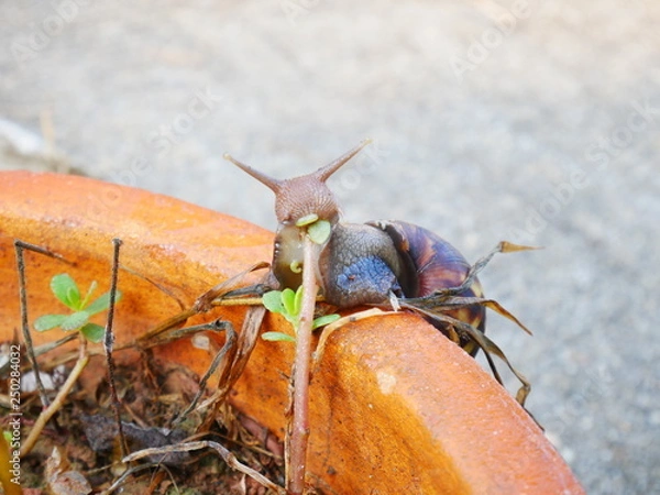 Obraz snail eatting