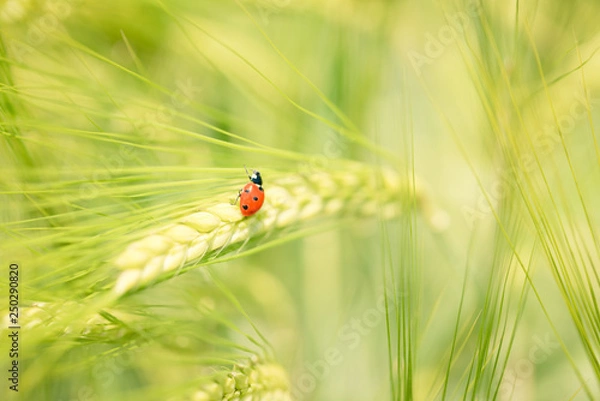 Obraz Marienkäfer Makro