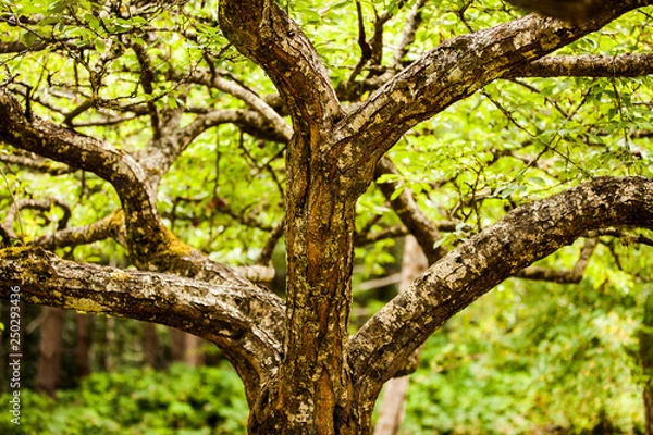 Fototapeta Pear tree