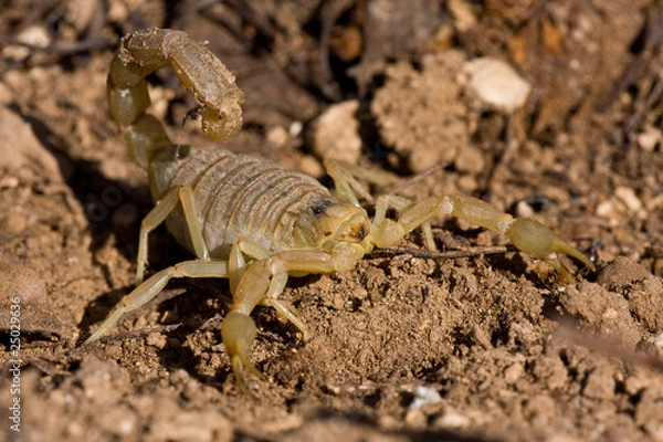 Obraz Buthus occitanus