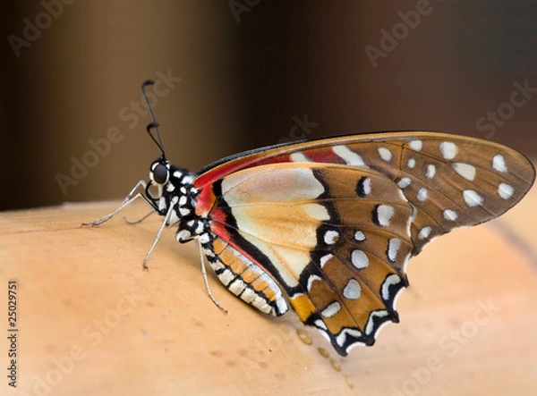 Obraz Graphium angolanus