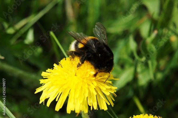 Fototapeta Bumblebee on a dandelion.