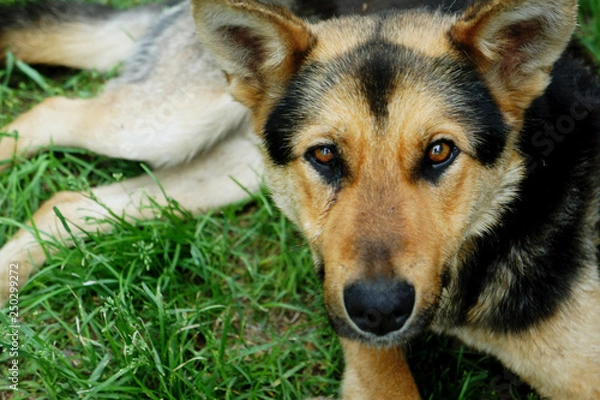 Fototapeta Dog on the Grass