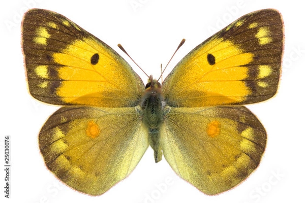 Obraz Colias croceus
