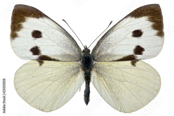 Obraz Kapusta pierisowa