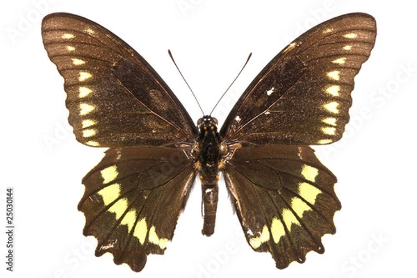 Obraz Battus polydamas