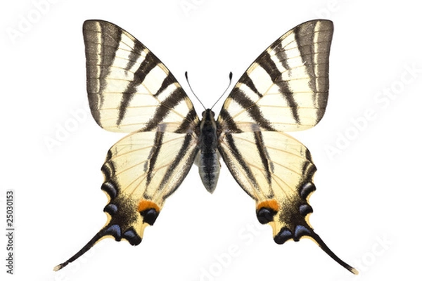Obraz Iphiclides podalirius