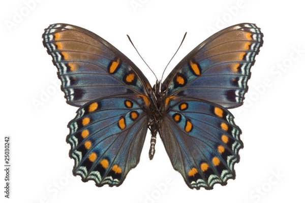 Obraz Limenitis arthemis astyanax