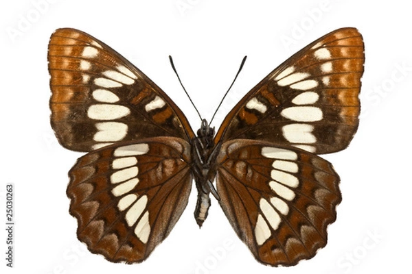 Obraz Limenitis lorquini