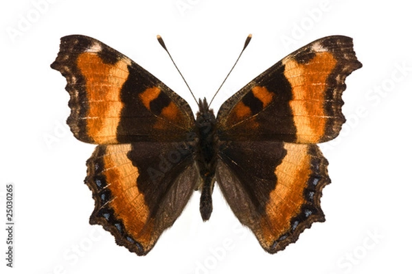 Obraz Nymphalis milberti