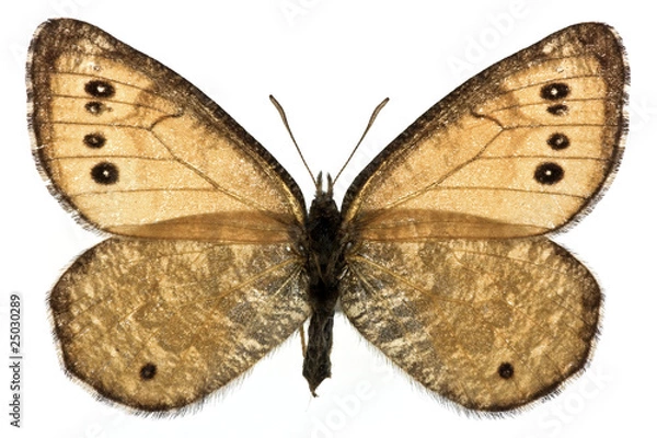 Obraz Oeneis chryxus