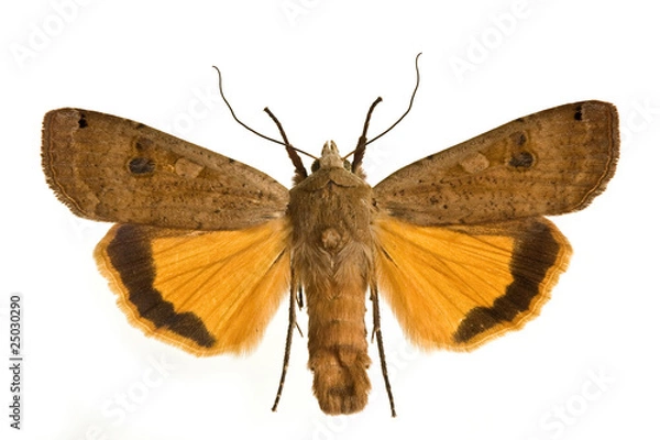 Obraz Noctua pronuba