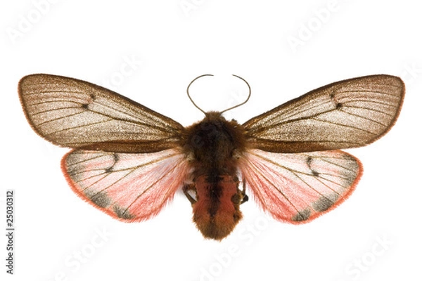 Obraz Phragmatobia fuliginosa