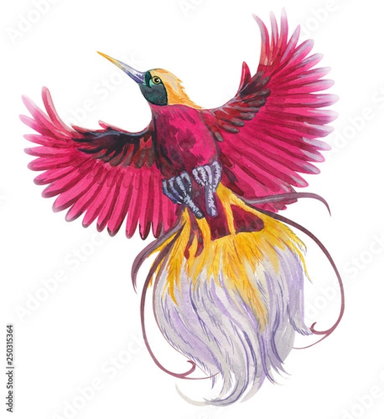 Fototapeta magic  tropical bird of paradise. watercolor  illustration blue, red, magenta colorful flying beautiful bird. single element for your floral design.