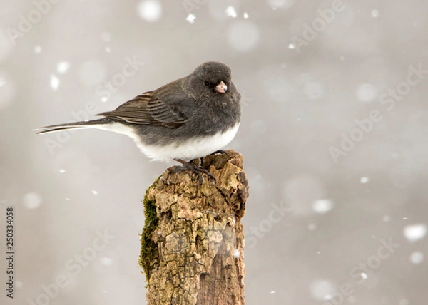 Obraz Nice photo of a Dark eyed Junco (Junco hyemalis) perched on a branch during a gentle snow.