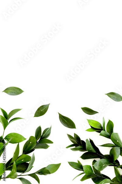 Fototapeta Spring green plants, sprigs, leaves border on white background top view space for text border