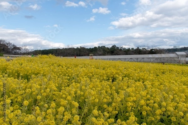 Fototapeta 菜の花畑