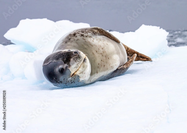 Obraz Leopard Seal