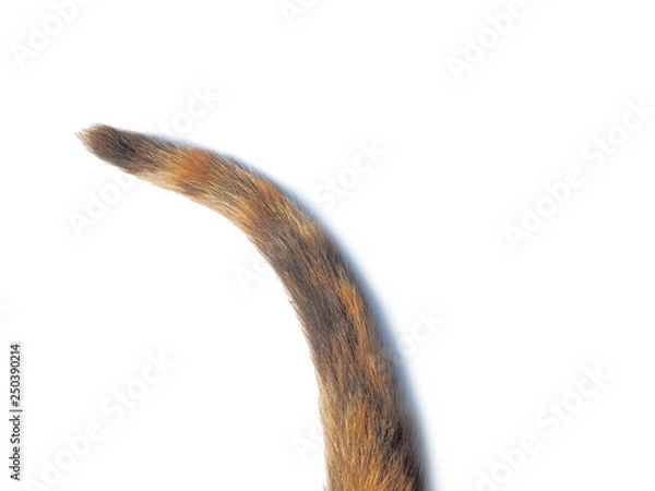 Fototapeta Cat Tail multicolored isolated on white background.