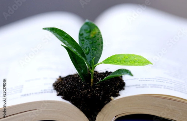 Obraz Tree and paper