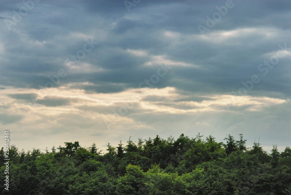 Fototapeta 木　空　雲　夕暮れ　素材