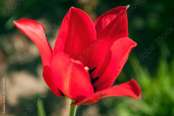 Fototapeta Red tulip of elegant form with black stamens on a blurred background of spring greens.