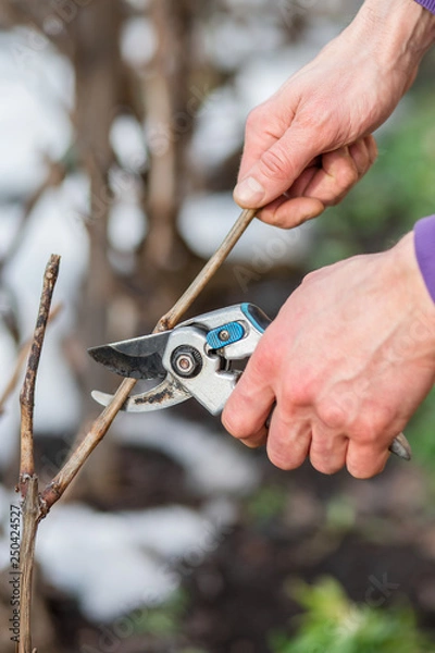 Fototapeta A gardener man cuts branches of bushes and trees in his garden.