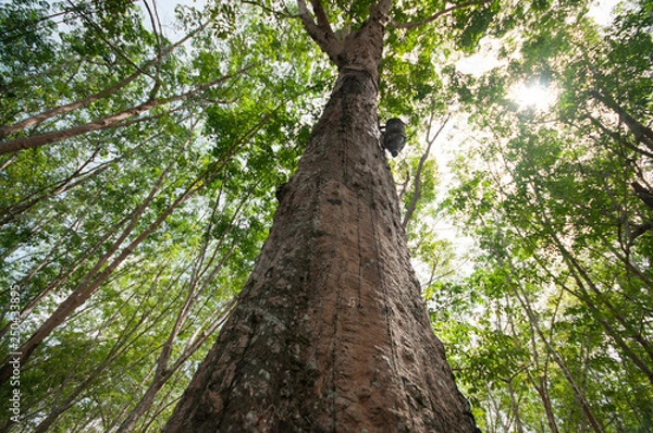 Fototapeta rubber in Thailand