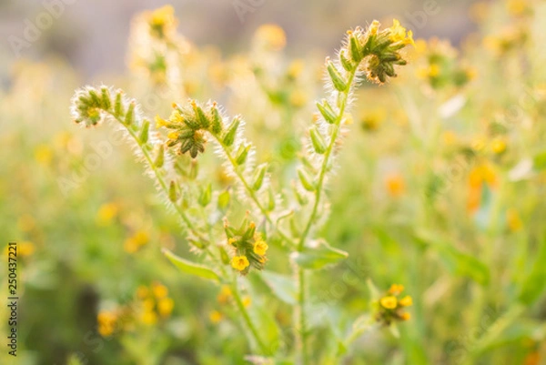 Fototapeta Wildflowers