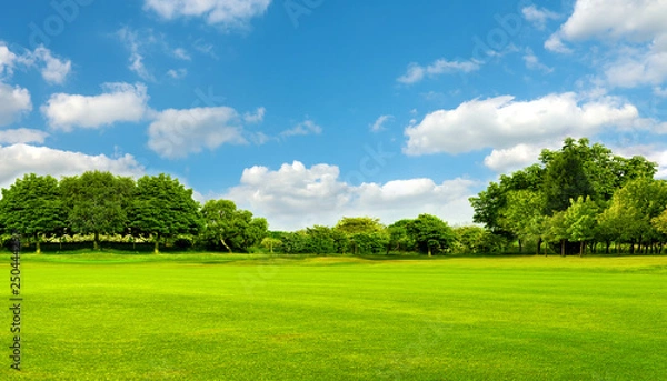 Fototapeta Green field, tree and blue sky.Great as a background,web banner