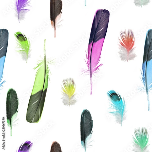 Fototapeta feathers on white seamless background
