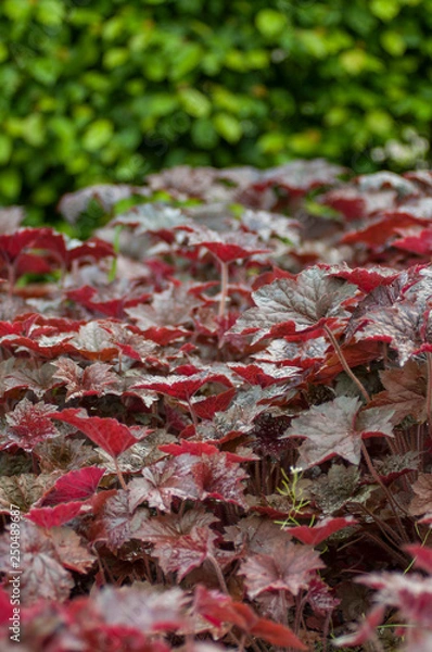 Obraz red, green, leafs