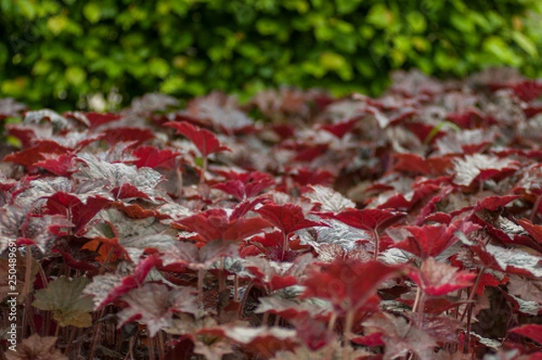 Obraz red, green, leafs