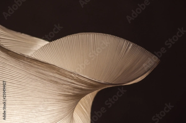 Obraz paper lamp, light, shadow, pattern