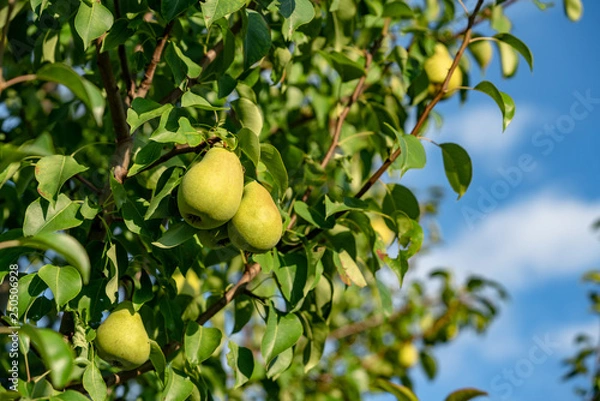 Fototapeta ripe pears on the branches of a tree in the garden among the leaves