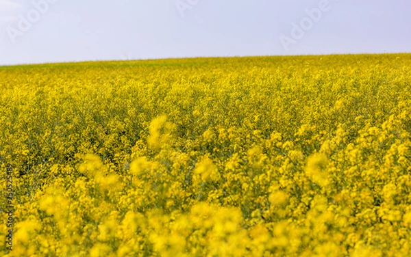 Obraz Rapeseed Field In Full Bloom