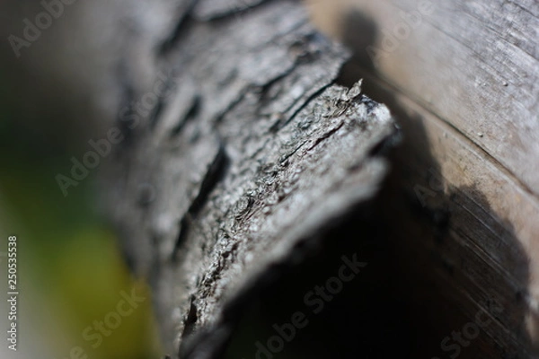 Obraz tree bark