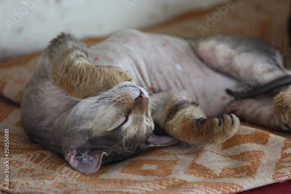 Obraz sweet sleeping don sphinx