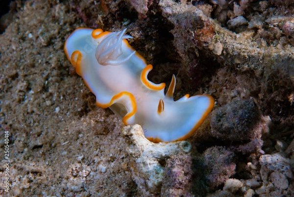 Obraz Ardeadoris cf. averni Nudibranch