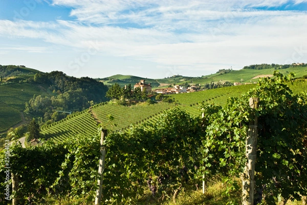 Obraz langhe- barolo