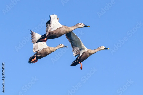 Obraz 飛ぶカルガモ