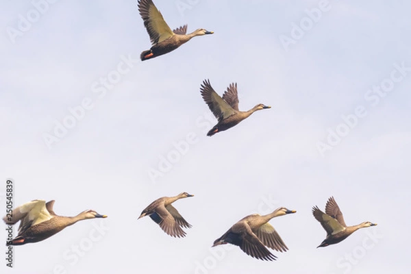 Obraz 飛ぶカルガモ