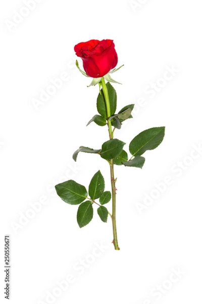 Fototapeta Red Roses on white background. images all taken on a white back drop/
