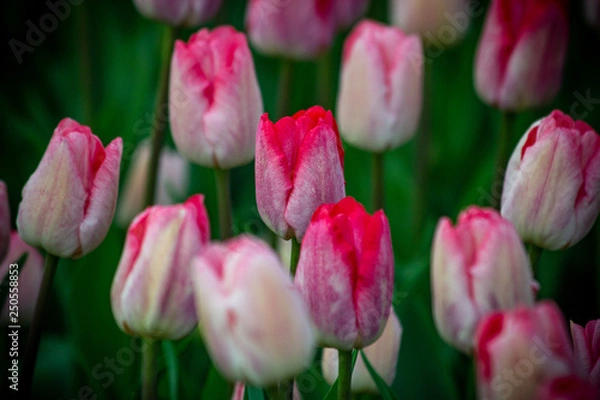 Obraz Tulips