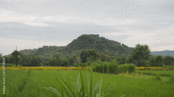 Fototapeta OLYMPUS DIGITAL CAMERA