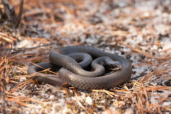 Fototapeta Northern black racer - Coluber constrictor