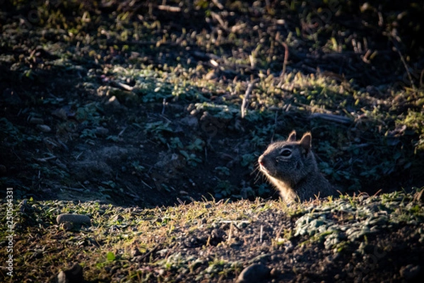 Obraz San Francisco Bay 