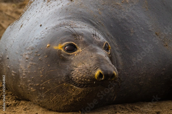 Obraz ano nuevo elephant seals